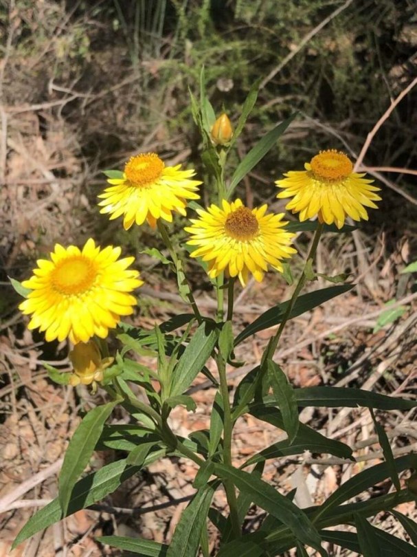 Szalmarózsa Lemon Yellow - Helichrysum bracteatum, Helichrysum bracteatum syn Xerochrysum bracteatum, virág